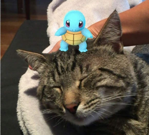 《Pokemon Go與貓》鳥類、鼠類寶可夢為什麼容易出現在貓咪附近？