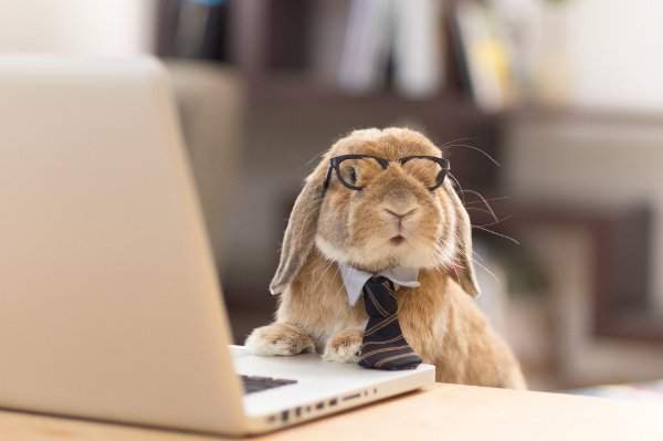 《意外不為人知的兔子生態》一張插圖搞懂小兔子的習性 《意外不為人知的兔子生態》一張插圖搞懂小兔子的習性