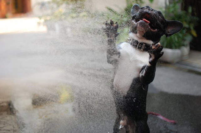 夏日限定萌畫面《玩水動物顏》這畫面萌的我滿臉鼻血♥