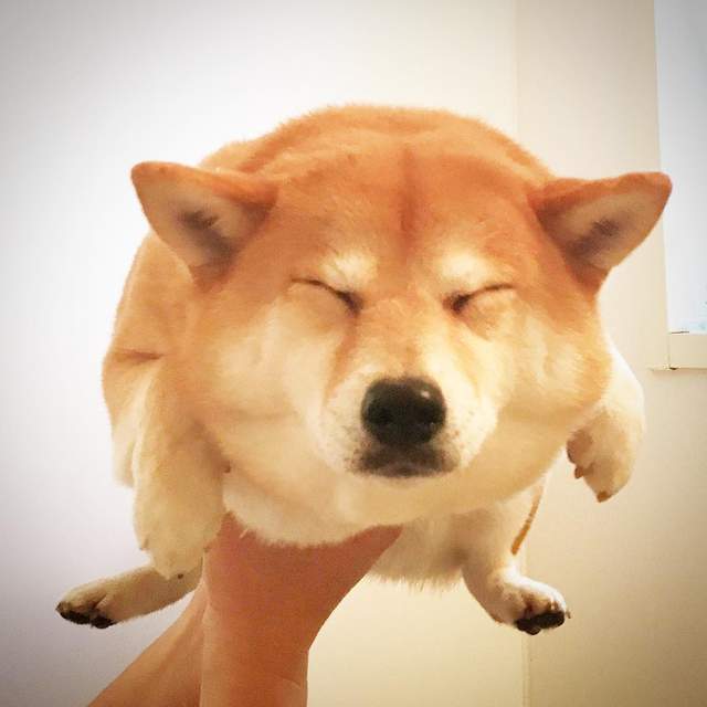 柴犬空中游泳變《海龜柴犬》划啊划啊~欸?怎麼沒有水? 柴犬空中游泳變《海龜柴犬》划啊划啊~欸?怎麼沒有水?