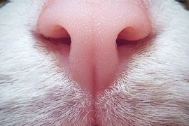 《喜歡貓鼻子的貓奴》粉紅色的貓鼻子很萌啊~ 《喜歡貓鼻子的貓奴》粉紅色的貓鼻子很萌啊~