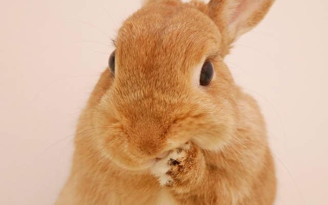 東京《人氣兔子寫真展》一整個就是被兔兔治癒的展覽啊 ˚ᆺ˚