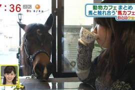 日本《馬咖啡廳》有可愛小馬陪伴用餐的新療癒空間♥ 日本《馬咖啡廳》有可愛小馬陪伴用餐的新療癒空間♥
