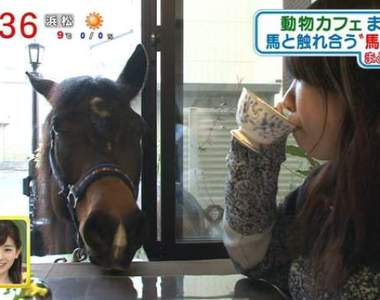 日本《馬咖啡廳》有可愛小馬陪伴用餐的新療癒空間♥ 日本《馬咖啡廳》有可愛小馬陪伴用餐的新療癒空間♥