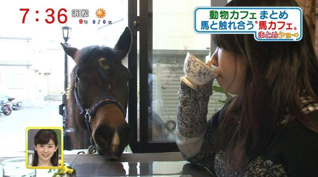 日本《馬咖啡廳》有可愛小馬陪伴用餐的新療癒空間♥ 日本《馬咖啡廳》有可愛小馬陪伴用餐的新療癒空間♥