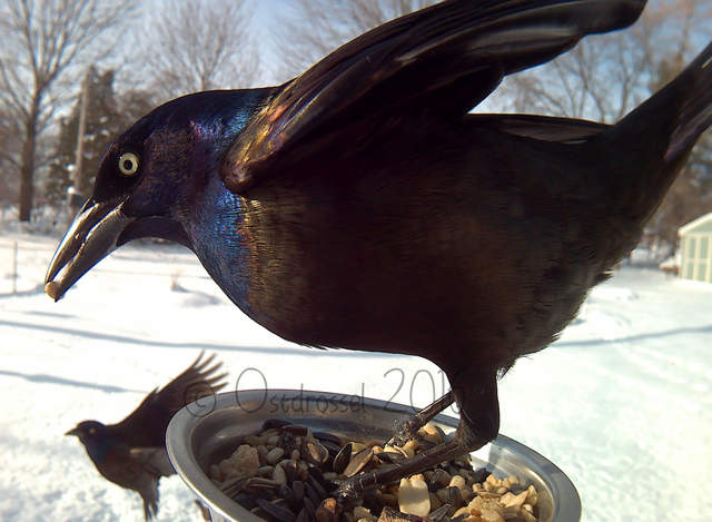《鳥類近距離特寫攝影》先拿食物騙過來就對惹ww - 圖片9