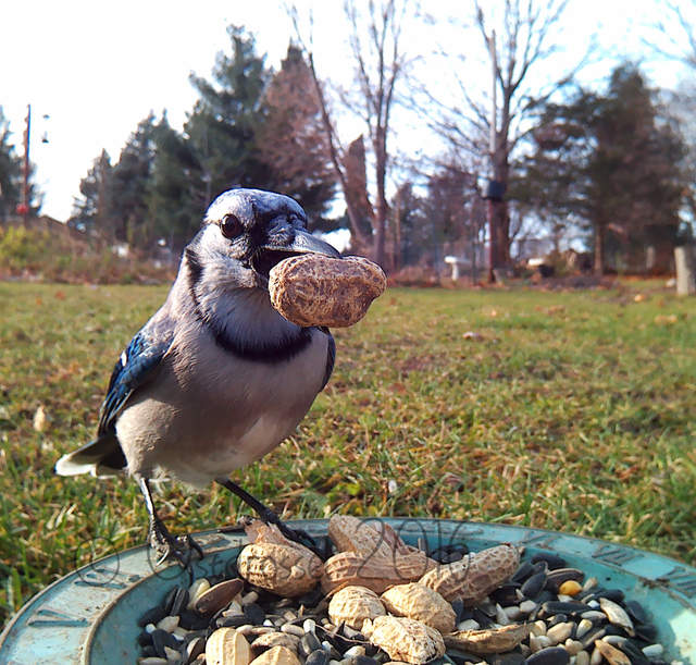 《鳥類近距離特寫攝影》先拿食物騙過來就對惹ww - 圖片12