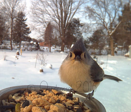 《鳥類近距離特寫攝影》先拿食物騙過來就對惹ww - 圖片5