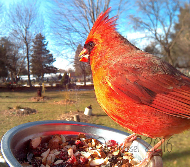 《鳥類近距離特寫攝影》先拿食物騙過來就對惹ww - 圖片2