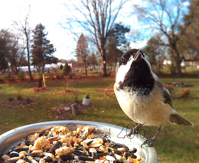 《鳥類近距離特寫攝影》先拿食物騙過來就對惹ww - 圖片17