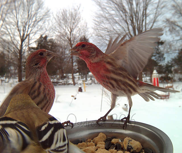 《鳥類近距離特寫攝影》先拿食物騙過來就對惹ww - 圖片16