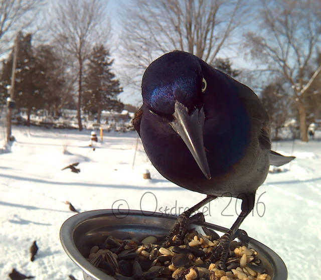 《鳥類近距離特寫攝影》先拿食物騙過來就對惹ww - 圖片1