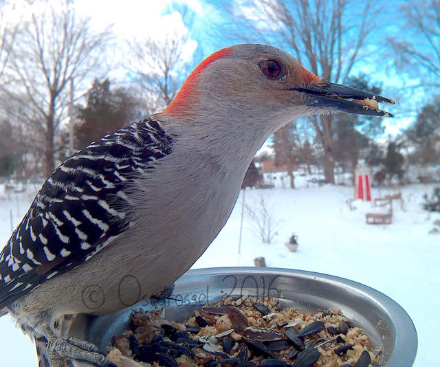 《鳥類近距離特寫攝影》先拿食物騙過來就對惹ww - 圖片11
