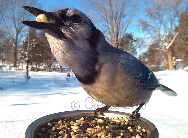 《鳥類近距離特寫攝影》先拿食物騙過來就對惹ww - 圖片7