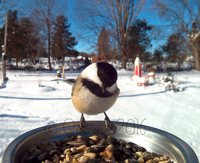 《鳥類近距離特寫攝影》先拿食物騙過來就對惹ww - 圖片13