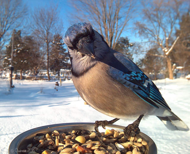 《鳥類近距離特寫攝影》先拿食物騙過來就對惹ww - 圖片10