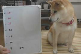 《柴犬手手高度測試》超可愛的實驗影片一起來看看能不能挑戰35公分 《柴犬手手高度測試》超可愛的實驗影片一起來看看能不能挑戰35公分