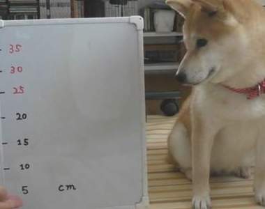 《柴犬手手高度測試》超可愛的實驗影片一起來看看能不能挑戰35公分 《柴犬手手高度測試》超可愛的實驗影片一起來看看能不能挑戰35公分