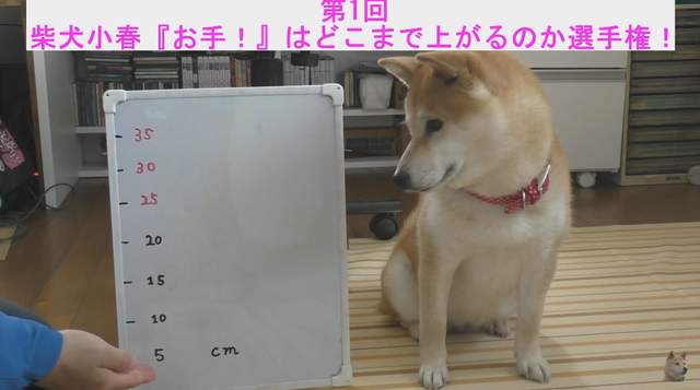 《柴犬手手高度測試》超可愛的實驗影片一起來看看能不能挑戰35公分 《柴犬手手高度測試》超可愛的實驗影片一起來看看能不能挑戰35公分