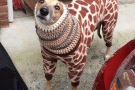 《冷到需要穿衣服的動物們》光是天然毛皮大衣還不夠啊~ 《冷到需要穿衣服的動物們》光是天然毛皮大衣還不夠啊~