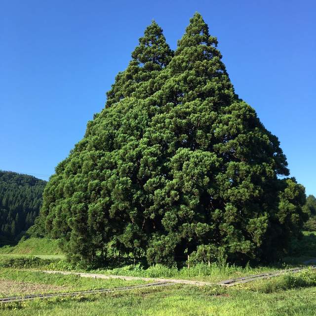 大自然奧妙《龍貓樹》傳說中的龍貓就住在這裡嗎? 大自然奧妙《龍貓樹》傳說中的龍貓就住在這裡嗎?