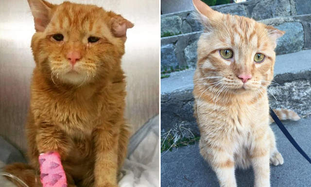 夫妻領養《最哀傷橘子貓》帶回家一個小時表情就產生大變化