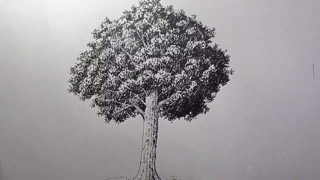 漫畫家教你《2分鐘學會畫立體感120%樹木的方法》太神啦(跪) 漫畫家教你《2分鐘學會畫立體感120%樹木的方法》太神啦(跪)