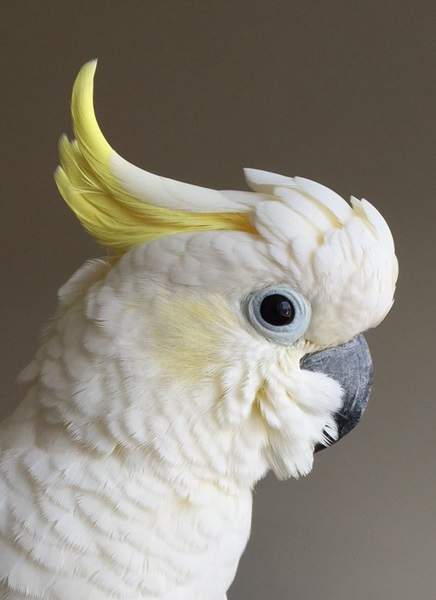 《小樂手鸚鵡Coo》不管敲什麼都最重視結尾的七下瀟灑節奏www 《小樂手鸚鵡Coo》不管敲什麼都最重視結尾的七下瀟灑節奏www