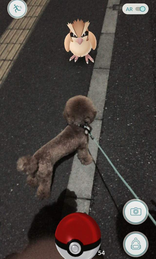 Pokemon Go《看得見寶可夢的動物》難道那邊真的有什麼嗎！？ - 圖片23