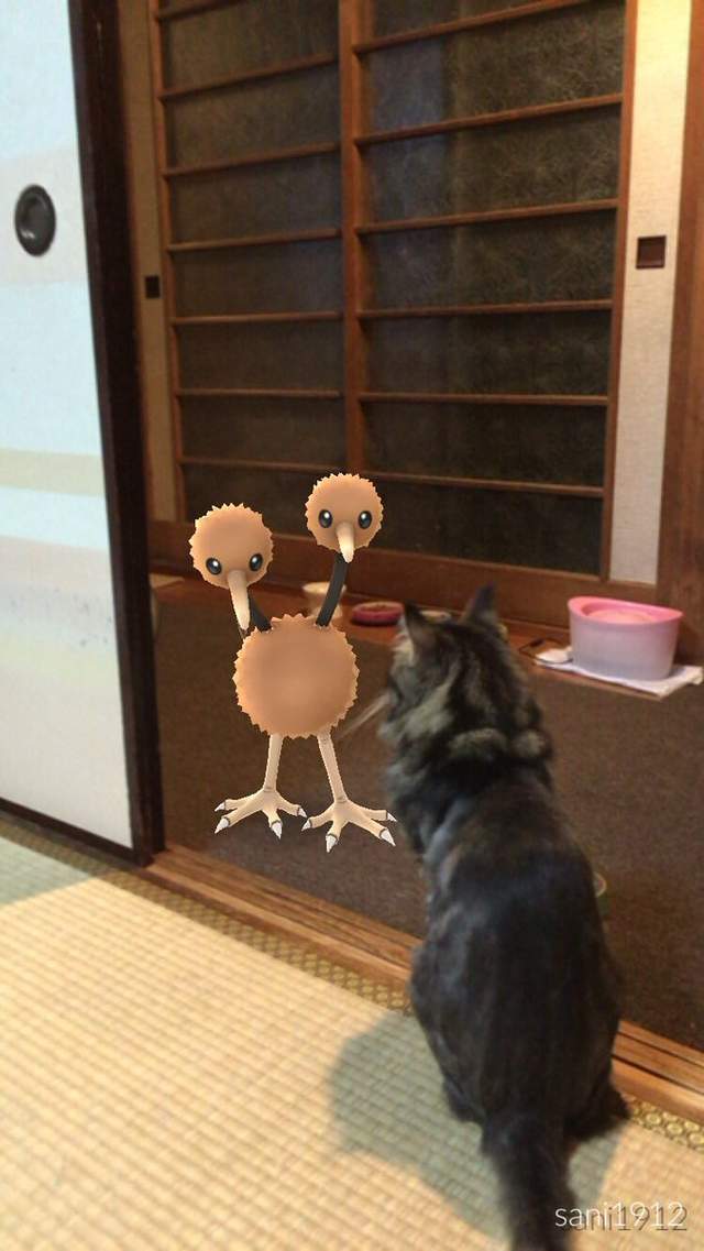 Pokemon Go《看得見寶可夢的動物》難道那邊真的有什麼嗎！？ - 圖片13