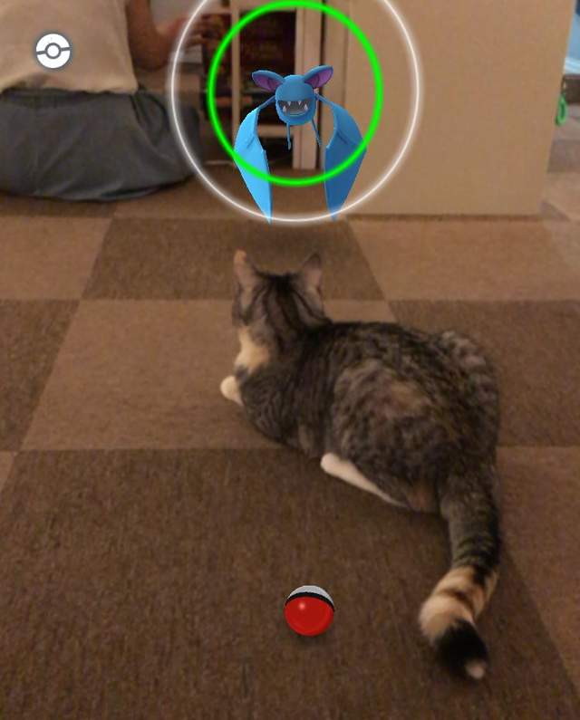 Pokemon Go《看得見寶可夢的動物》難道那邊真的有什麼嗎！？ - 圖片12