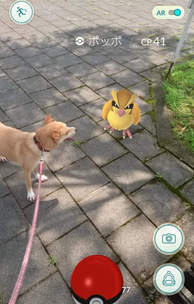 Pokemon Go《看得見寶可夢的動物》難道那邊真的有什麼嗎！？ - 圖片7