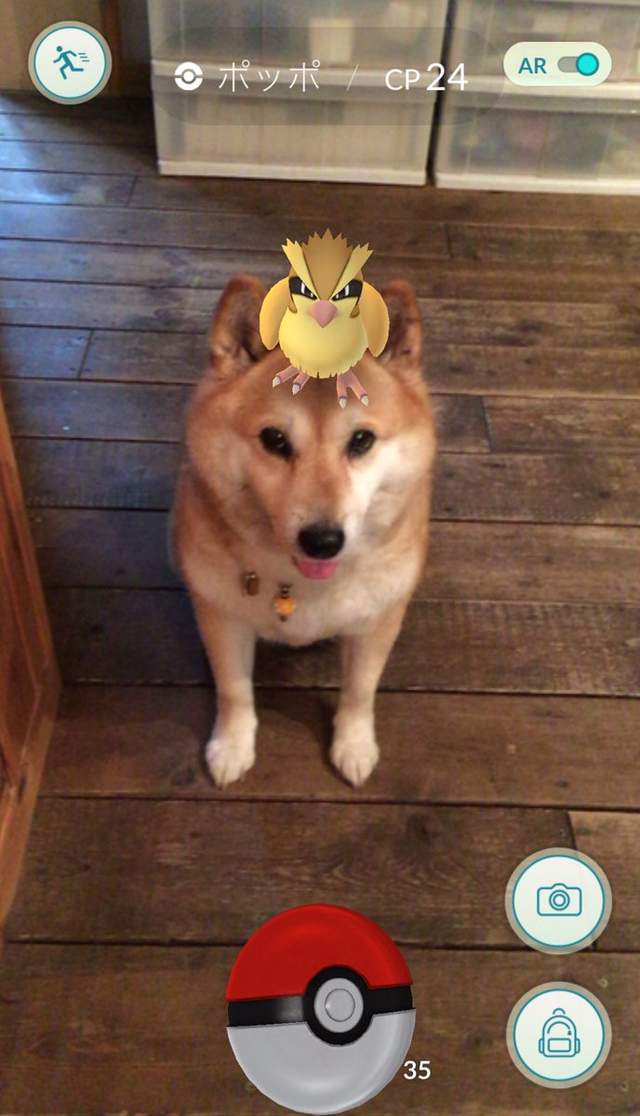 Pokemon Go《看得見寶可夢的動物》難道那邊真的有什麼嗎！？ - 圖片25