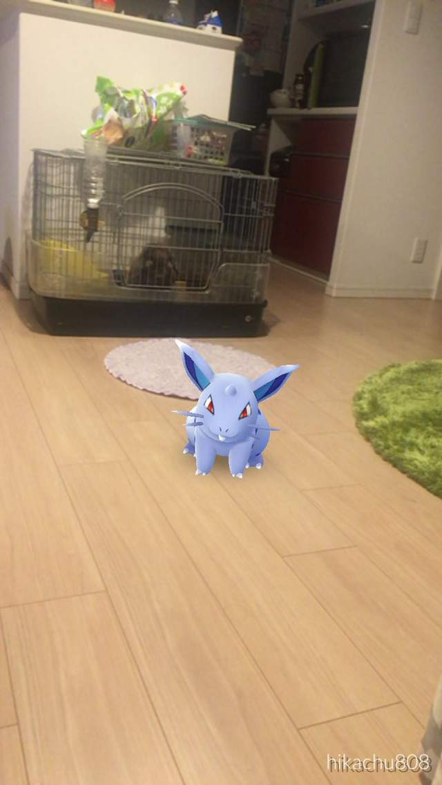 Pokemon Go《看得見寶可夢的動物》難道那邊真的有什麼嗎！？ - 圖片21