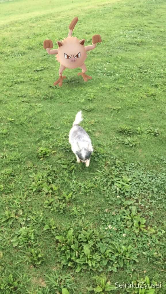 Pokemon Go《看得見寶可夢的動物》難道那邊真的有什麼嗎！？ - 圖片18