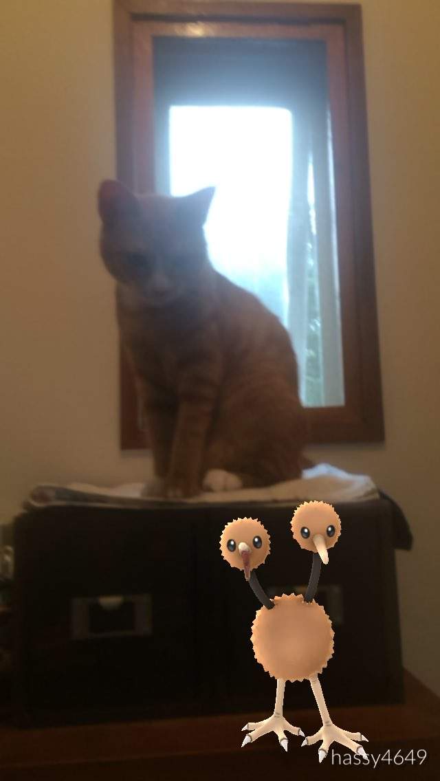 Pokemon Go《看得見寶可夢的動物》難道那邊真的有什麼嗎！？ - 圖片17