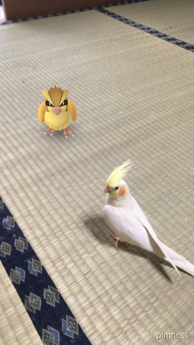 Pokemon Go《看得見寶可夢的動物》難道那邊真的有什麼嗎！？ - 圖片19