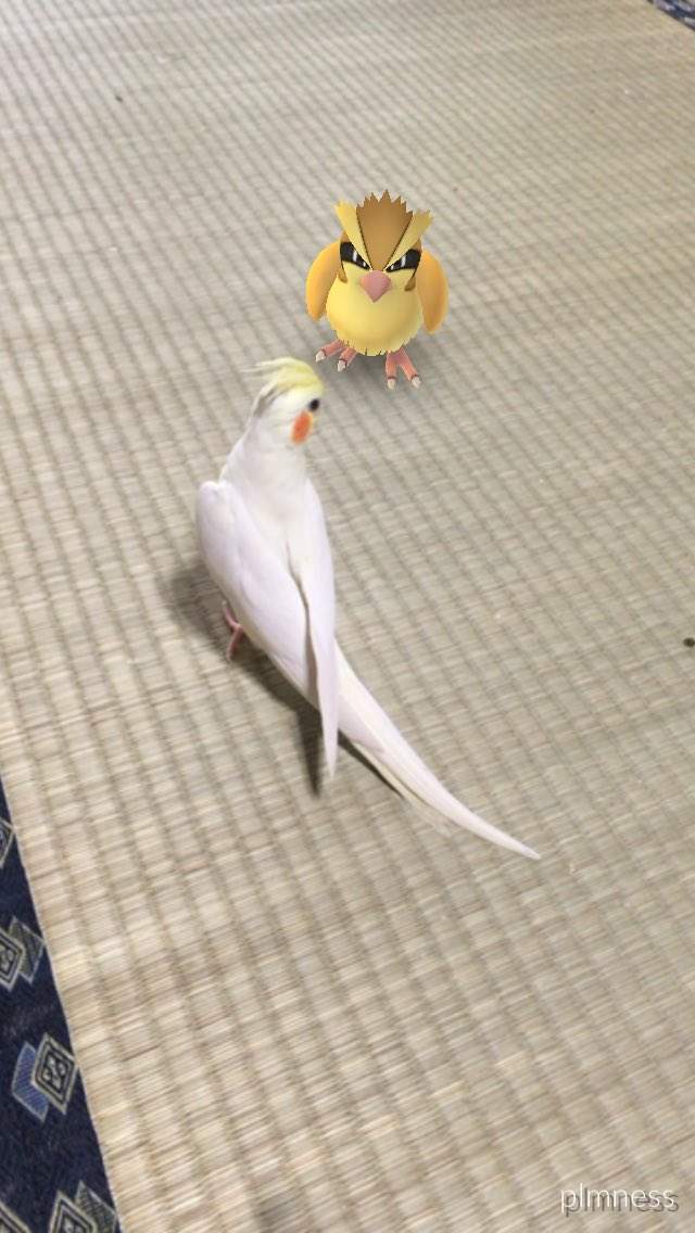 Pokemon Go《看得見寶可夢的動物》難道那邊真的有什麼嗎！？ - 圖片20