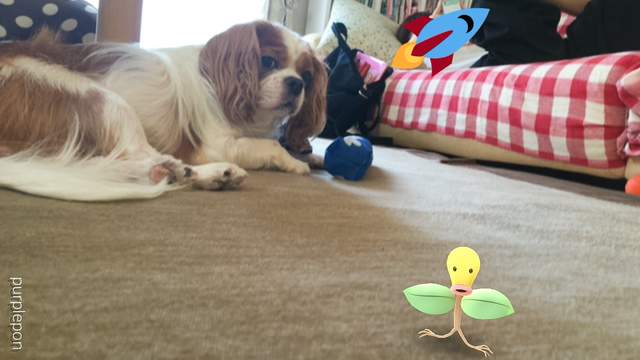 Pokemon Go《看得見寶可夢的動物》難道那邊真的有什麼嗎！？ - 圖片16