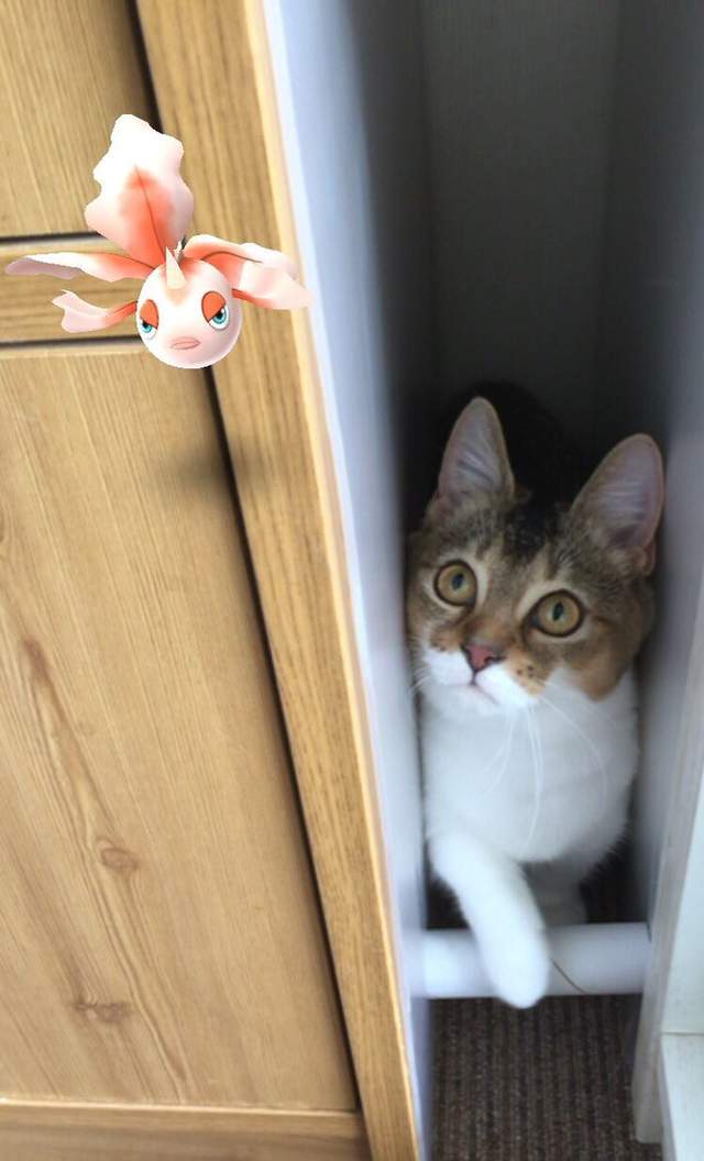 Pokemon Go《看得見寶可夢的動物》難道那邊真的有什麼嗎！？ - 圖片10