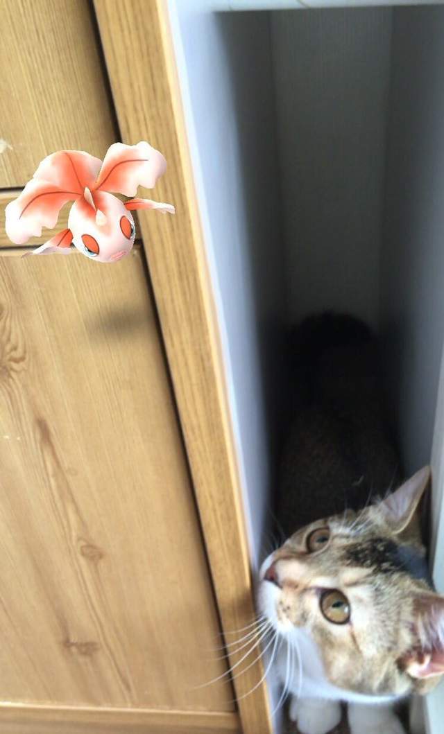 Pokemon Go《看得見寶可夢的動物》難道那邊真的有什麼嗎！？ - 圖片11