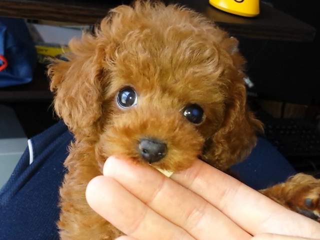 《狗狗咬人後又舔你的真正含義》原來我一直都誤會那壞小子惹ww(淚笑) 《狗狗咬人後又舔你的真正含義》原來我一直都誤會那壞小子惹ww(淚笑)