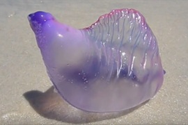海灘上發現《晶瑩剔透謎之生物》但是碰一下就會出事..... 海灘上發現《晶瑩剔透謎之生物》但是碰一下就會出事.....