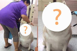 《棉花糖哈士奇》聽說這是一年沒出去散步結果變這樣www 《棉花糖哈士奇》聽說這是一年沒出去散步結果變這樣www