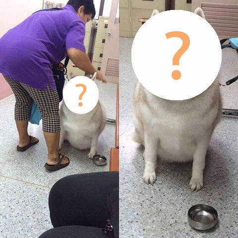 《棉花糖哈士奇》聽說這是一年沒出去散步結果變這樣www