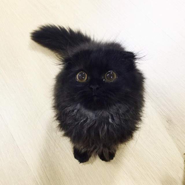 一團黑嚕嚕《小黑炭喵》這真的不是龍貓裡的小黑炭嗎？