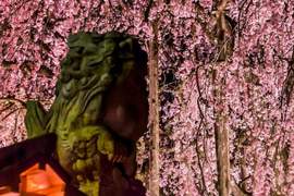 美麗又可愛的《足羽神社櫻花籤》別騙我了這明明就是粽子…… 美麗又可愛的《足羽神社櫻花籤》別騙我了這明明就是粽子……