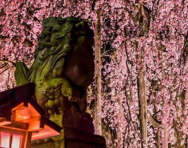 美麗又可愛的《足羽神社櫻花籤》別騙我了這明明就是粽子…… 美麗又可愛的《足羽神社櫻花籤》別騙我了這明明就是粽子……