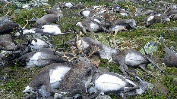挪威《323頭馴鹿慘遭雷擊》遍佈整座山頭的馴鹿屍體...QQ 挪威《323頭馴鹿慘遭雷擊》遍佈整座山頭的馴鹿屍體...QQ