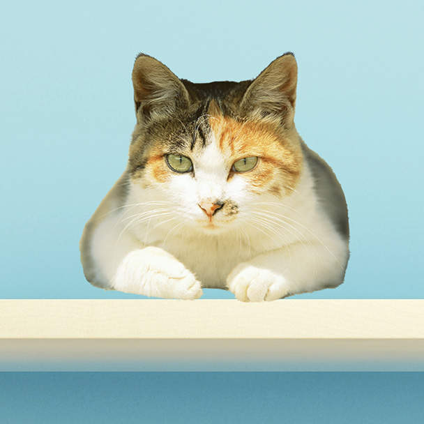 假裝有養貓《超擬真喵喵壁貼》怕寂寞就貼個滿屋吧ヽ(=^･ω･^=)丿 - 圖片6